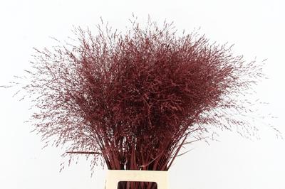 Siergras kleurbehandeld H%