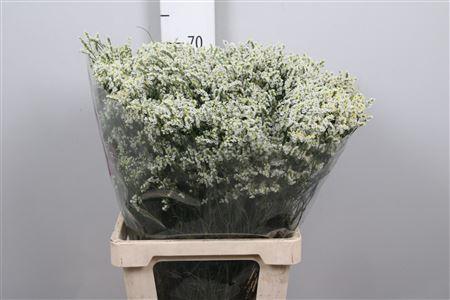 Limonium sinensis Clear Diamond