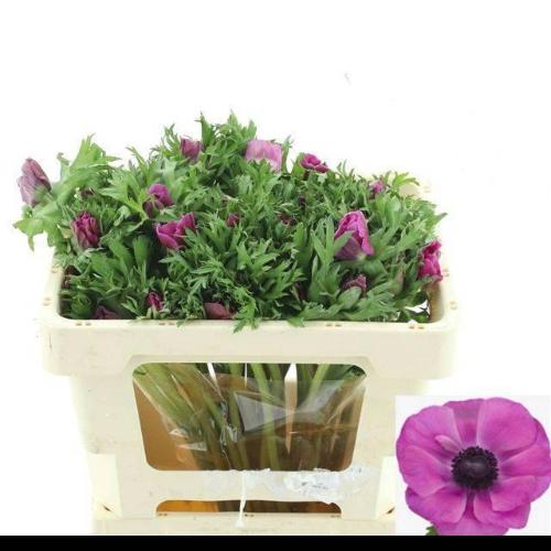 Anemone coronaria 'Mistral Plus Fucsia'