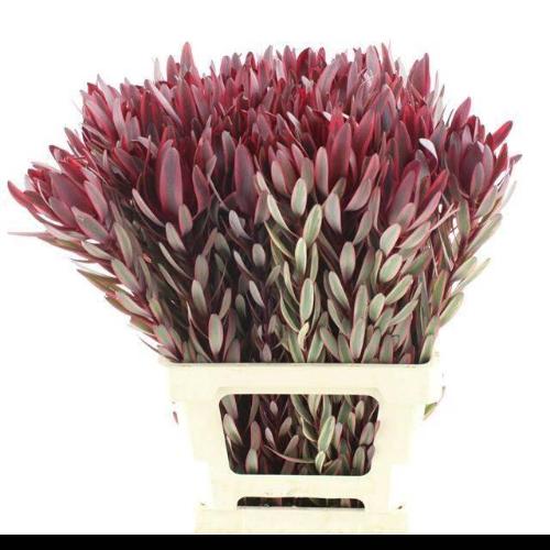 Leucadendron 'Jester'