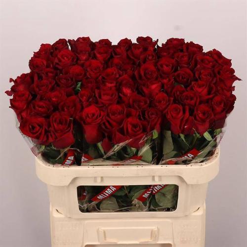 Rosa grootbloemig Ever Red