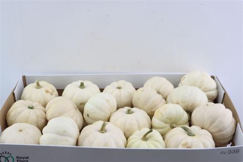 Cucurbita pepo