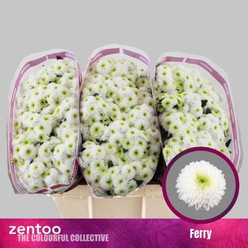 Chrysanthemum Indicum Grp tros santini 'Ferry'