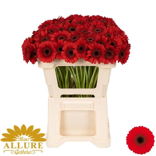 Gerbera mini Nirvana