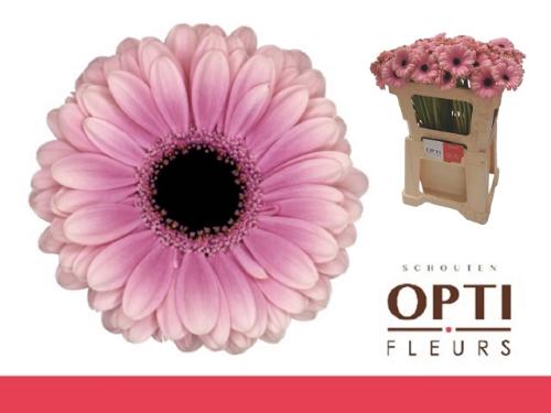 Gerbera mini Esmee