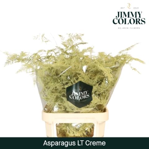 Asparagus overig kleurbehandeld H%