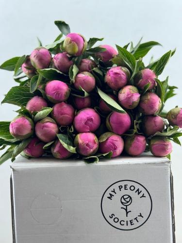 Paeonia Lactiflora Grp 'Monsieur Jules Elie'