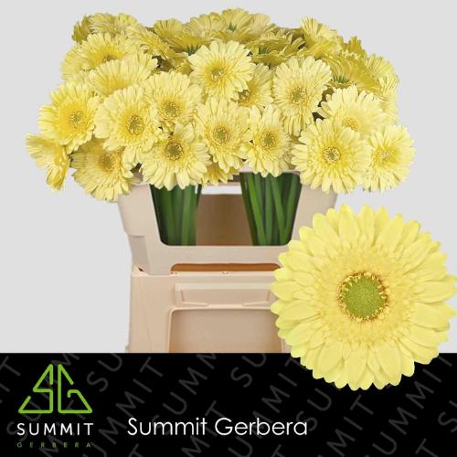 Gerbera mini Lemon Lime