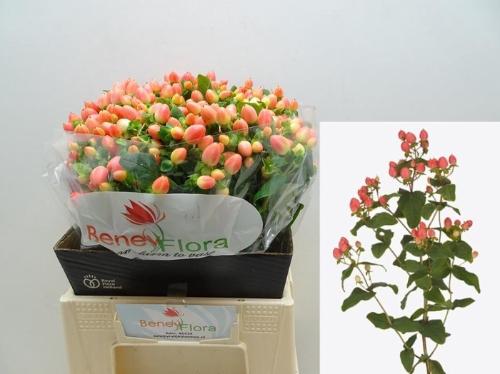 Hypericum x inodorum Magical Royal Princess