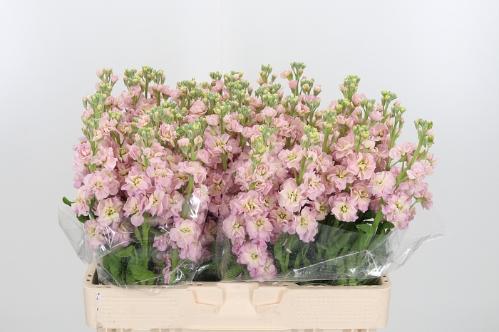Matthiola incana Stox Champagne