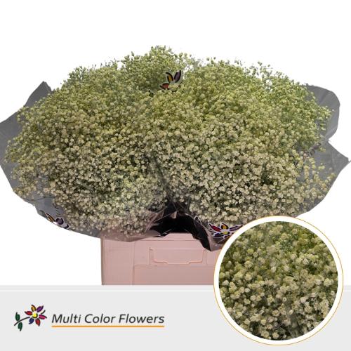 Gypsophila overig kleurbehandeld H%