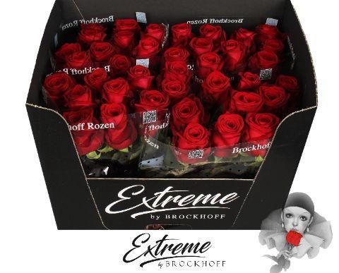 Rosa grootbloemig Red Naomi!