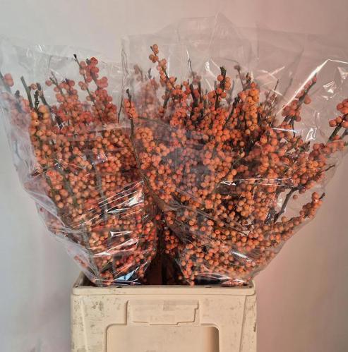 Ilex verticillata 'La Range'