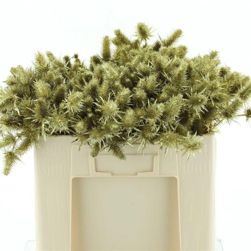 Eryngium alpinum kleurbehandeld H%