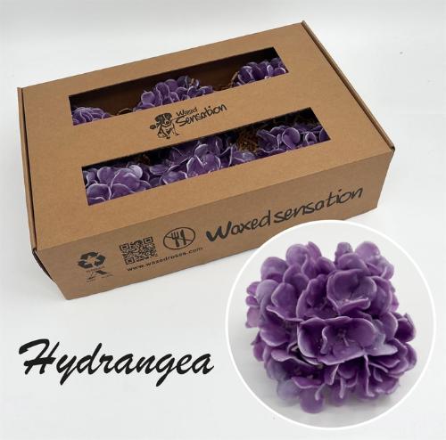 Hydrangea overig kleurbehandeld H%