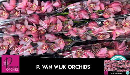 Cymbidium grootbloemig 'Mystery Pink Blossom'