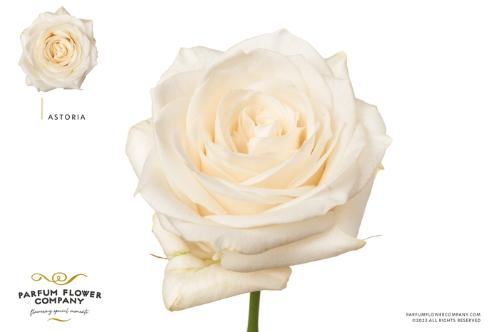 Rosa grootbloemig Astoria