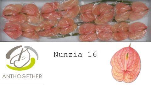 Anthurium Andreanum Grp Nunzia