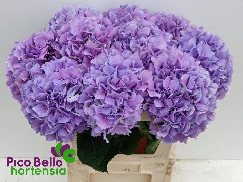 Hydrangea macrophylla Royal Benefit (roze)