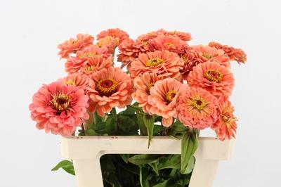 Zinnia elegans