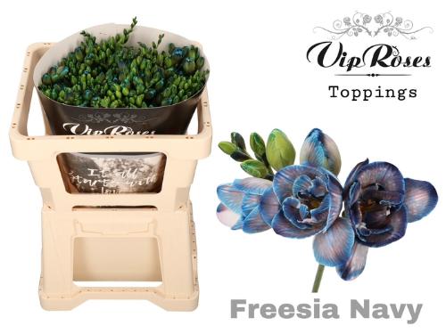 Freesia dubbelbloemig kleurbehandeld H%