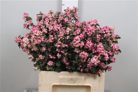 Symphoricarpos (Pink Berry Grp) Magical Pink Falls