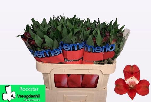 Alstroemeria Rockstar