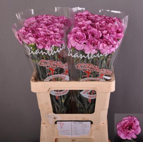 Dianthus standaard 'Royal Damascus'