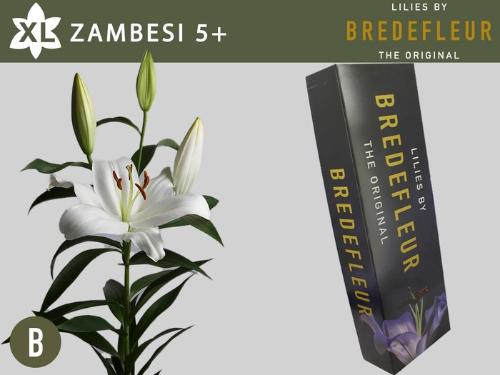 Lilium Oriental x Trumpet Grp 'Zambesi'