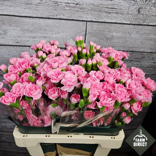 Dianthus tros overig