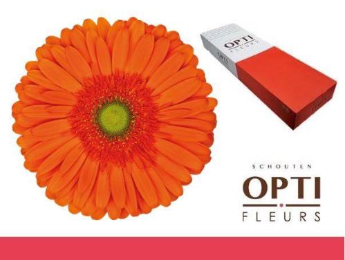 Gerbera grootbloemig 'Atlanta'