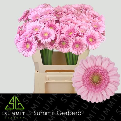 Gerbera mini Andrina+
