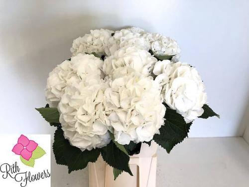 Hydrangea macrophylla 'Schneeball'