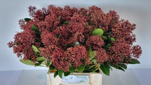 Skimmia per bos japonica 'Rubella'