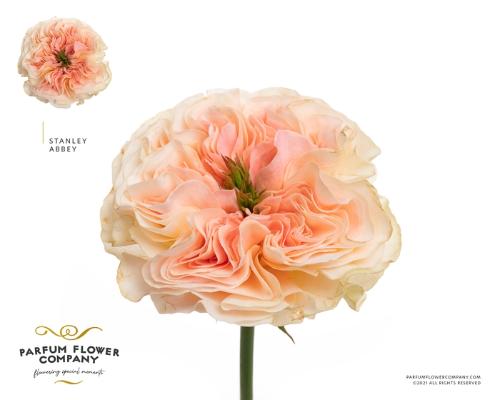 Rosa grootbloemig Stanley Abbey
