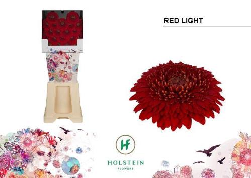 Gerbera Pomponi Red Light