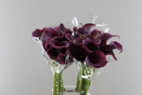 Zantedeschia 'Captain Promise'