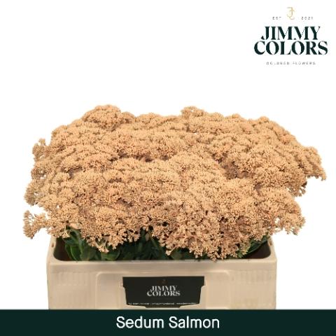 Sedum kleurbehandeld H%