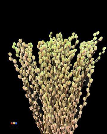 Salix H%
