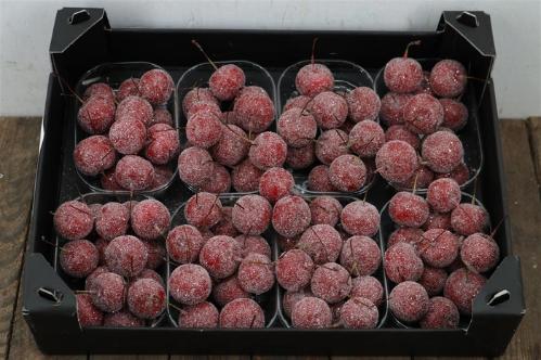 Wax appel H%