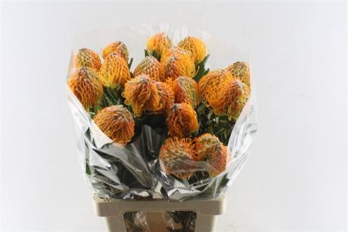Leucospermum 'Soleil'