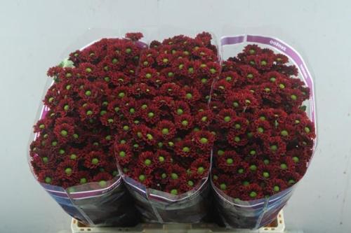 Chrysanthemum (Indicum Grp) tros santini Grp) Mexx