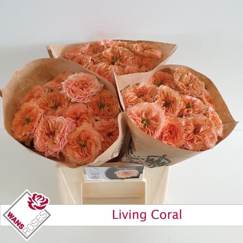 Rosa grootbloemig Living Coral
