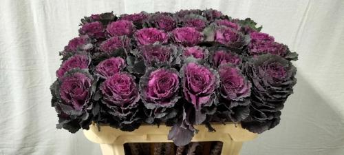 Brassica oleracea 'Elegance'