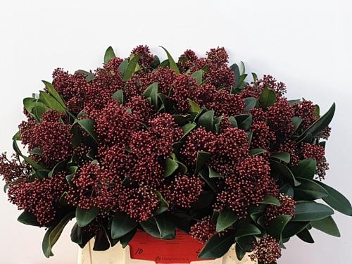 Skimmia per bos japonica 'Rubella'