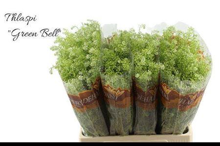 Thlaspi Green Bell