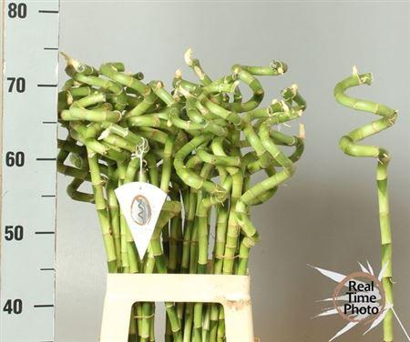 Dracaena sanderiana Lucky Bamboo