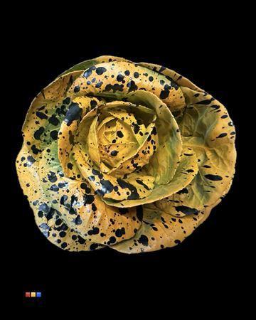 Brassica oleracea kleurbehandeld H%