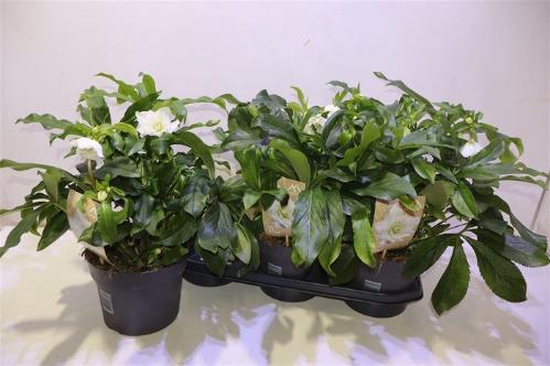 Helleborus orientalis