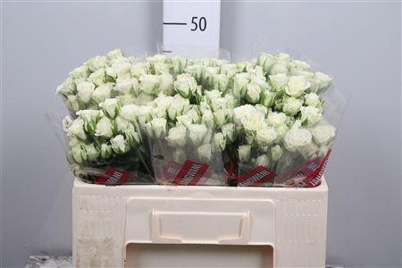 Rosa tros Snowflake